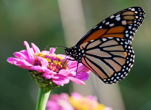 butterflies